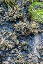 Colony of seashell mussels on a hunting island beach