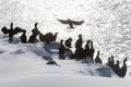 Colony of shags in backlit, Norway Royalty Free Stock Photo