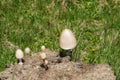 A colony of shiny mottlegill or egghead mottlegill, in Latin called Panaeolus semiovatus.