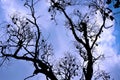 Colony of sleeping Grey Headed Flying Foxes.