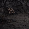 Dramatic view of a savage mushroom colony at the base of a tree, in Bucharest, Romania Royalty Free Stock Photo