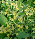 Colony of Small Yellow Wildflower with Five Heart Shaped Petals Royalty Free Stock Photo