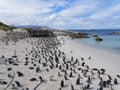 The colony of South African penguins on Boulders beach, South Africa Royalty Free Stock Photo