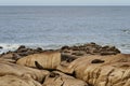 Colony of South American fur seal, Arctocephalus australis. Royalty Free Stock Photo