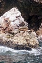 Colony Of South American Sea Lion - Ballestas Island