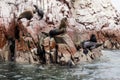 Colony Of South American Sea Lion - Ballestas Island