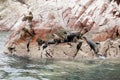 Colony Of South American Sea Lion - Ballestas Island