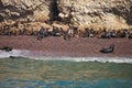 Colony South American sea lion Otaria byronia the Ballestas Islands - Peru