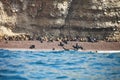 Colony South American sea lion Otaria byronia the Ballestas Islands - Peru