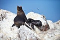 Colony South American sea lion Otaria byronia the Ballestas Islands - Peru