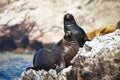 Colony South American sea lion Otaria byronia the Ballestas Islands - Peru