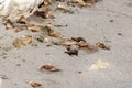 Colony Of South American Sea Lion (Otaria flavescens)