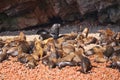 Colony of South American sea lions in Ballestas islands Reserve
