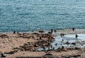 A colony of South American sea lions in the Loberia viewpoint near to Puerto Piramides in Peninsula Valdes, a