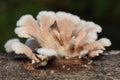 Colony of splitgill mushrooms growing wild on rotting mango tree trunks. Royalty Free Stock Photo