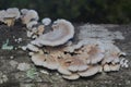 Colony of splitgill mushrooms growing wild on rotting mango tree trunks. Royalty Free Stock Photo