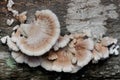 Colony of splitgill mushrooms growing wild on rotting mango tree trunks. Royalty Free Stock Photo