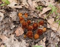 A colony of root plants emerging in a spring forest.