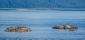 Colony of Steller sea lions bask in the sun