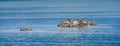 Colony of Steller sea lions bask in the sun