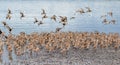 Colony of straight-billed curlews Limosa heamastica in their migration period, on Isla Quinchao, Chiloe, Chile Royalty Free Stock Photo