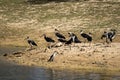 A colony of straw-necked ibises by a lagoon in Hanson Bay Royalty Free Stock Photo