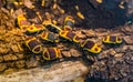 Colony of sun beetles on a tree branch, tropical scarab beetle specie from Africa