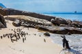 Colony in the Table Mountain Park Royalty Free Stock Photo