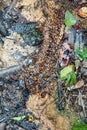 Colony of termites