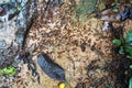 Colony of termites