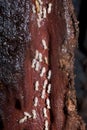 Colony of Termites destroying timber