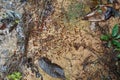 Colony of termites