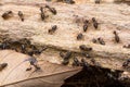 Colony of Termites on a rotten wooden log