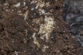 colony of tiny red ants feeding on the white eggs larva in the brown humus soil. Royalty Free Stock Photo