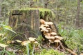 Colony of toadstools on a stump Royalty Free Stock Photo