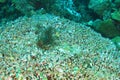 Colony of Tunicates in Raja Ampat