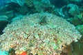 Colony of Tunicates in Raja Ampat