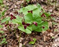 A colony of Wake robin trillium plants emerging in a spring forest.