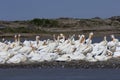 White american pelican Pelecanus erythrorhynchos Royalty Free Stock Photo
