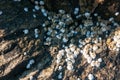 colony of white barnacles on seaside rocks