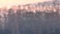 Colony of white swans on Lake Svetloye, Altai Territory