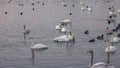 Colony of white swans on the thermal lake Svetloye