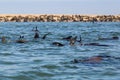 Colony wild eared seals otariidae in Namibia, water, coast