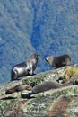 A colony of wild New Zealand fur seals on an island at Doubtful Sound in New Zealand