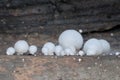 Colony wild white mushroom growing on rotting wood Royalty Free Stock Photo