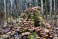 colony of winter mushrooms - Velvet-footed collybia