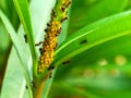 Colony of yellow oleander aphids protected by ants Royalty Free Stock Photo