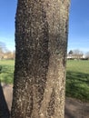 Colony of young heteropterans on linden tree Royalty Free Stock Photo