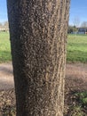 Colony of young heteropterans on linden tree Royalty Free Stock Photo