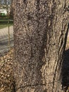 Colony of young heteropterans on linden tree Royalty Free Stock Photo